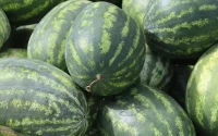 Pastèques et melons : le Maroc fait trembler les producteurs en Espagne
