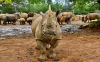 Découverte d'une espèce méconnue de rhinocéros au Maroc 
