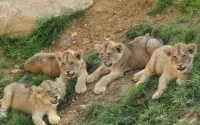Le zoo de Rabat présente les lionceux de l'Atlas (vidéo)