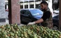 Maroc : la figue de barbarie devient un produit de luxe