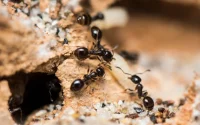 Découverte au Maroc : une fourmi rare identifiée dans une région isolée