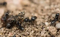 Les fourmis marocaines qui rendent la vie impossible dans un village français