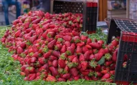 Les fraises marocaines dérangent les producteurs de Huelva