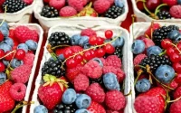 Pourquoi les fruits rouges marocains s'imposent en Europe et en Asie