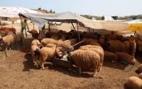 Aïd al-Adha : mauvaise nouvelle pour les Marocains