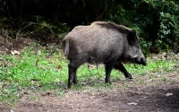 Maroc : Attaque mortelle de sanglier à Sefrou