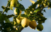 Exportations de citrons : le Maroc bouscule le marché espagnol et sème la panique