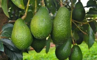 Le Maroc devient premier exportateur africain d'avocats, 141 000 tonnes exportées