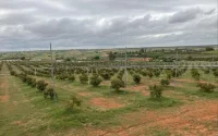 Agriculture : le Maroc profite d'une Espagne qui manque d'eau