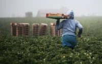 Agriculture : les États-Unis deviennent un fournisseur incontournable pour l'élevage au Maroc