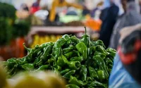 Poivrons : le Maroc écrase la concurrence sur le marché espagnol