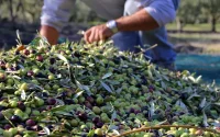Huile d'olive au Maroc : Récolte record, mais personne pour ramasser
