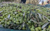 La récolte d'olives au Maroc vire au casse-tête