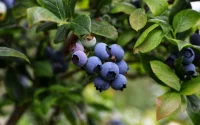Les myrtilles marocaines prises en étau entre météo et Espagne
