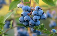 Après les mandarines, les myrtilles : La Russie durcit le ton et bloque les produits agricoles du Maroc