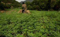 Lenteur à légaliser le cannabis : que de pertes pour le Maroc !