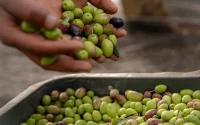 Huile d'olive : cette variété marocaine est bien meilleure pour la santé que les italiennes