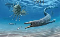 Le Pluridens imelaki, monstre géant de 9 mètres découvert au Maroc