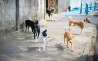 Attaque de chiens au Maroc : urgence de résoudre une véritable problématique