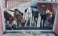Agadir aura son refuge pour chiens et chats errants