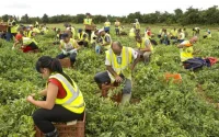 Les agriculteurs britanniques en quête de saisonniers marocains 