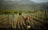 Les ouvriers marocains, une main d'œuvre précieuse pour les vignerons corses