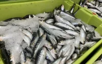 Les sardines marocaines vont-elles disparaitre des supermarchés français ? 
