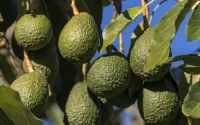 Un groupe israélien va cultiver des avocats au Maroc
