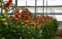 Tomates : le Maroc impose sa loi à l'Espagne