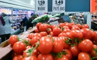 Le « Made in Morocco » déferle sur l'Europe : Comment la tomate marocaine talonne l'Espagne