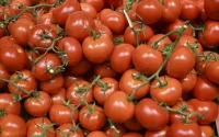 Tomate : pénurie en vue au Maroc ?