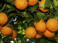  Tanger : Joint-venture dans le jus de fruit