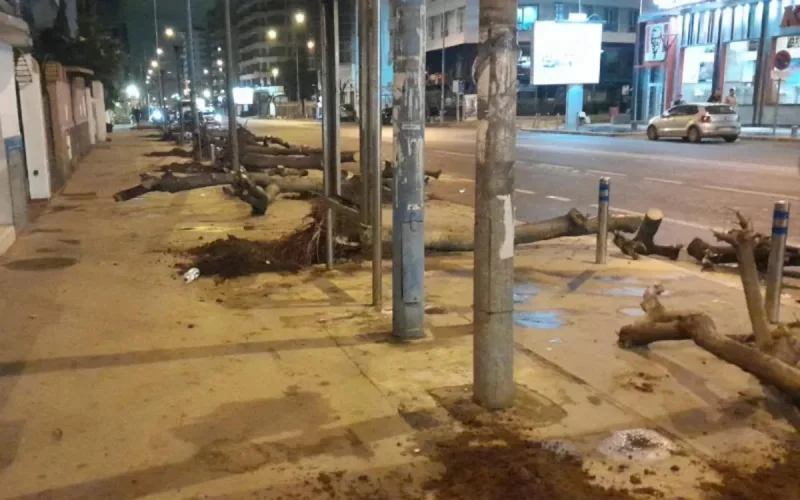 Casablanca : l'abattage d'arbres scandalise