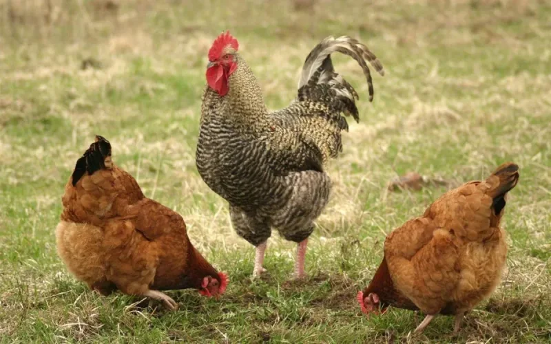 France : polémique autour de l'abattage halal des volailles