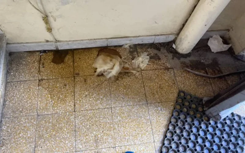 Sète : souffrance des MRE en attente d'une traversée pour le Maroc