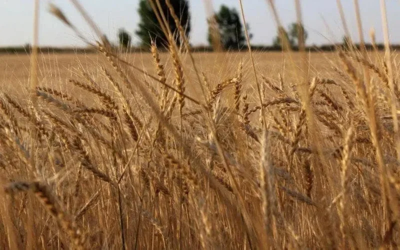 Le Maroc a du mal à trouver du blé à l'international