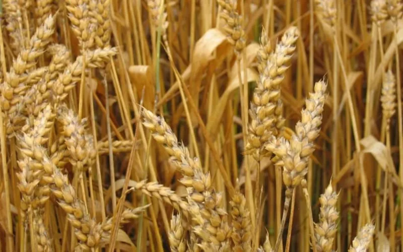 Le Maroc n'a toujours pas trouvé du blé à l'international