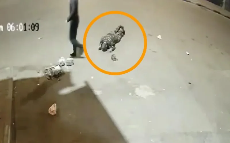 Violence urbaine à Casablanca : un agent d'autorité agressé, un suspect en garde à vue