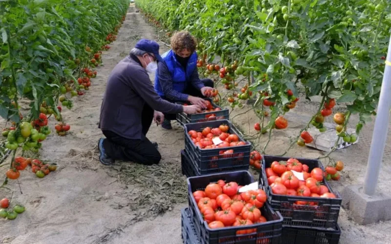 Concurrencés par le Maroc, les agriculteurs espagnols appellent à l'aide
