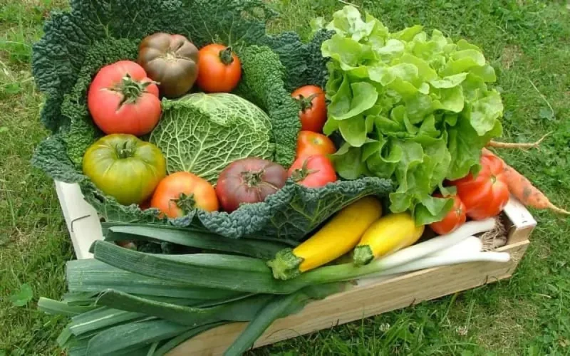 Comment le Maroc compte se positionner sur le marché des produits bio