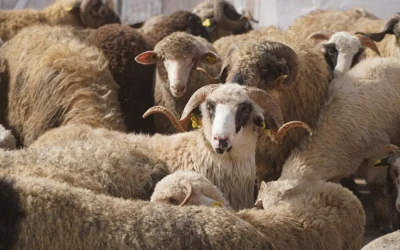 Maroc : attention à l'arnaque au mouton de l'Aïd 