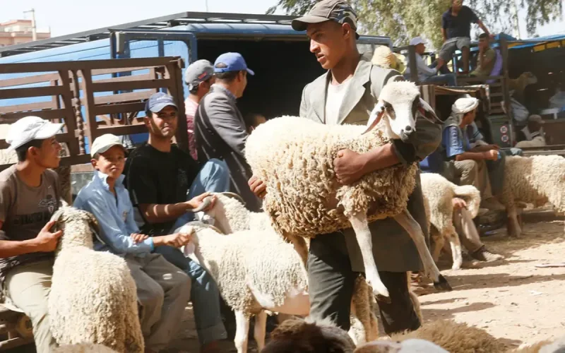 Aïd al-Adha : le Maroc siffle la fin de la récréation pour la vente de moutons