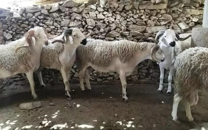 Moutons de l'Aïd al-Adha : la prison attend les spéculateurs au Maroc