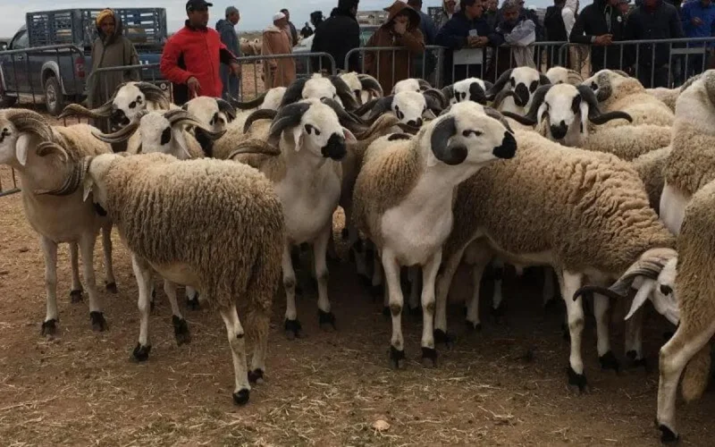 Aïd al-Adha : les moutons bannis des souks au Maroc