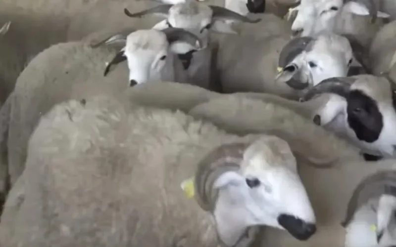 Aid al-Adha : voici le prix de l'abattage à Rabat