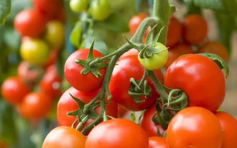 Tomate : l'Algérie veut détrôner le Maroc