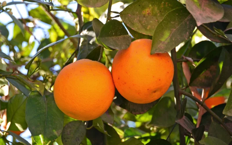 Canada et États-Unis : Les marchés nord-américains succombent à l'orange marocaine