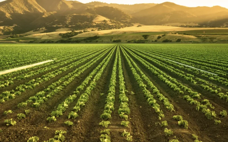 Le Maroc fait vaciller le géant agricole espagnol