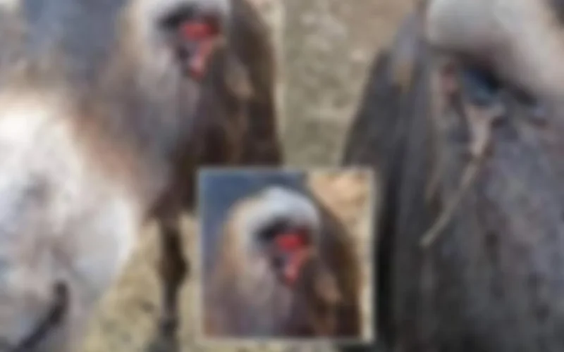 Indignation suite à la cruauté envers une ânesse au Maroc