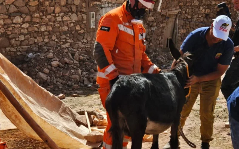Une semaine après le séisme au Maroc, un âne retrouvé vivant sous des décombres